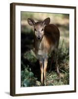 Suni Antelope De Wildt Gr, South Africa-Tony Heald-Framed Photographic Print