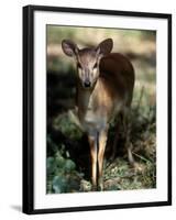 Suni Antelope De Wildt Gr, South Africa-Tony Heald-Framed Photographic Print