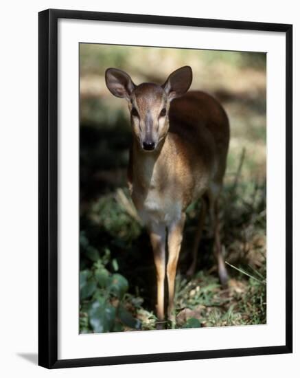 Suni Antelope De Wildt Gr, South Africa-Tony Heald-Framed Photographic Print