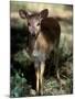 Suni Antelope De Wildt Gr, South Africa-Tony Heald-Mounted Photographic Print