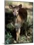 Suni Antelope De Wildt Gr, South Africa-Tony Heald-Mounted Photographic Print