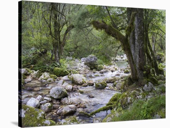 Sunik water grove, Lepenatal, Triglav national park, Julian Alps, Slovenia-Michael Jaeschke-Stretched Canvas