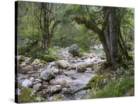 Sunik water grove, Lepenatal, Triglav national park, Julian Alps, Slovenia-Michael Jaeschke-Stretched Canvas