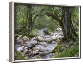 Sunik water grove, Lepenatal, Triglav national park, Julian Alps, Slovenia-Michael Jaeschke-Framed Photographic Print