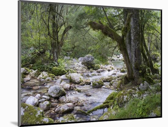 Sunik water grove, Lepenatal, Triglav national park, Julian Alps, Slovenia-Michael Jaeschke-Mounted Photographic Print