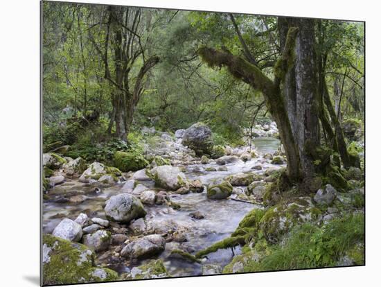 Sunik water grove, Lepenatal, Triglav national park, Julian Alps, Slovenia-Michael Jaeschke-Mounted Photographic Print