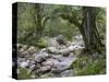 Sunik water grove, Lepenatal, Triglav national park, Julian Alps, Slovenia-Michael Jaeschke-Stretched Canvas