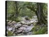 Sunik water grove, Lepenatal, Triglav national park, Julian Alps, Slovenia-Michael Jaeschke-Stretched Canvas