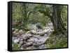 Sunik water grove, Lepenatal, Triglav national park, Julian Alps, Slovenia-Michael Jaeschke-Framed Stretched Canvas