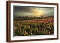 Brown Frame