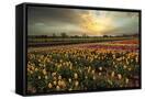 Canvas Black
