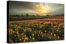 Stretched Canvas