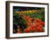 Sunken Garden, Butchart Gardens, Victoria, British Columbia, Canada-null-Framed Photographic Print