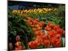 Sunken Garden, Butchart Gardens, Victoria, British Columbia, Canada-null-Mounted Photographic Print