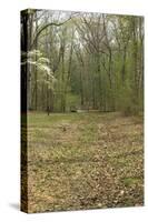 Sunken Road, Scene of Fighting in the Hornet's Nest on the Battlefield at Shiloh, Tennessee-null-Stretched Canvas