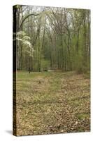 Sunken Road, Scene of Fighting in the Hornet's Nest on the Battlefield at Shiloh, Tennessee-null-Stretched Canvas