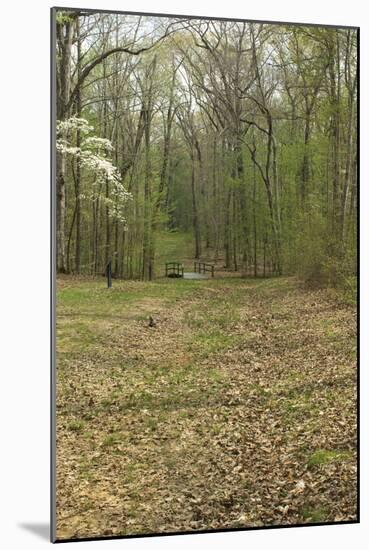 Sunken Road, Scene of Fighting in the Hornet's Nest on the Battlefield at Shiloh, Tennessee-null-Mounted Photographic Print