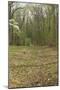 Sunken Road, Scene of Fighting in the Hornet's Nest on the Battlefield at Shiloh, Tennessee-null-Mounted Photographic Print