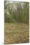 Sunken Road, Scene of Fighting in the Hornet's Nest on the Battlefield at Shiloh, Tennessee-null-Mounted Photographic Print