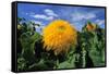 Sunking' Sunflower-Anthony Harrison-Framed Stretched Canvas