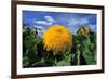 Sunking' Sunflower-Anthony Harrison-Framed Photographic Print