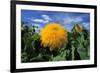 Sunking' Sunflower-Anthony Harrison-Framed Photographic Print