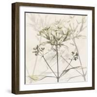 Sunkissed Floral-Albert Koetsier-Framed Photographic Print