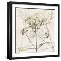 Sunkissed Floral-Albert Koetsier-Framed Photographic Print