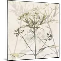 Sunkissed Floral-Albert Koetsier-Mounted Photographic Print