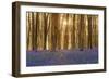 Sunlight Bursting Through Trees Just after Dawn in Beech Woodland Full of Bluebells-Rtimages-Framed Photographic Print