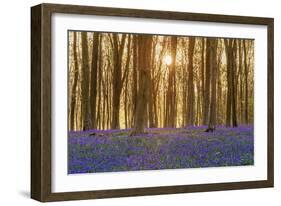 Sunlight Bursting Through Trees Just after Dawn in Beech Woodland Full of Bluebells-Rtimages-Framed Photographic Print