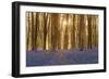 Sunlight Bursting Through Trees Just after Dawn in Beech Woodland Full of Bluebells-Rtimages-Framed Photographic Print