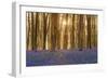 Sunlight Bursting Through Trees Just after Dawn in Beech Woodland Full of Bluebells-Rtimages-Framed Photographic Print