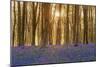 Sunlight Bursting Through Trees Just after Dawn in Beech Woodland Full of Bluebells-Rtimages-Mounted Photographic Print