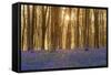 Sunlight Bursting Through Trees Just after Dawn in Beech Woodland Full of Bluebells-Rtimages-Framed Stretched Canvas