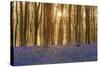 Sunlight Bursting Through Trees Just after Dawn in Beech Woodland Full of Bluebells-Rtimages-Stretched Canvas