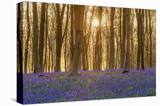 Sunlight Bursting Through Trees Just after Dawn in Beech Woodland Full of Bluebells-Rtimages-Stretched Canvas