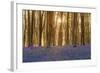 Sunlight Bursting Through Trees Just after Dawn in Beech Woodland Full of Bluebells-Rtimages-Framed Photographic Print