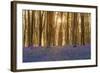 Sunlight Bursting Through Trees Just after Dawn in Beech Woodland Full of Bluebells-Rtimages-Framed Photographic Print