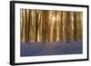 Sunlight Bursting Through Trees Just after Dawn in Beech Woodland Full of Bluebells-Rtimages-Framed Photographic Print