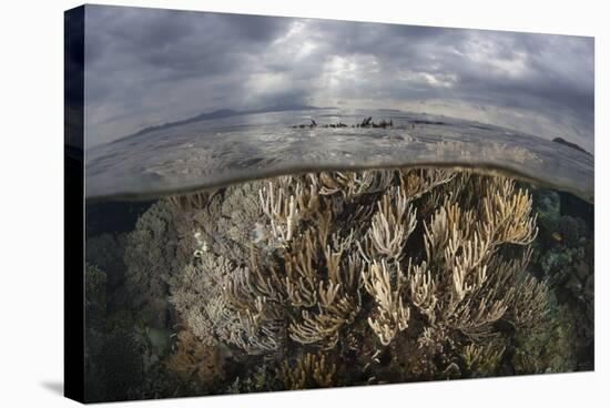 Sunlight Falls on a Beautiful Reef in Komodo National Park-Stocktrek Images-Stretched Canvas