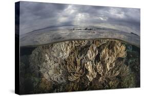 Sunlight Falls on a Beautiful Reef in Komodo National Park-Stocktrek Images-Stretched Canvas