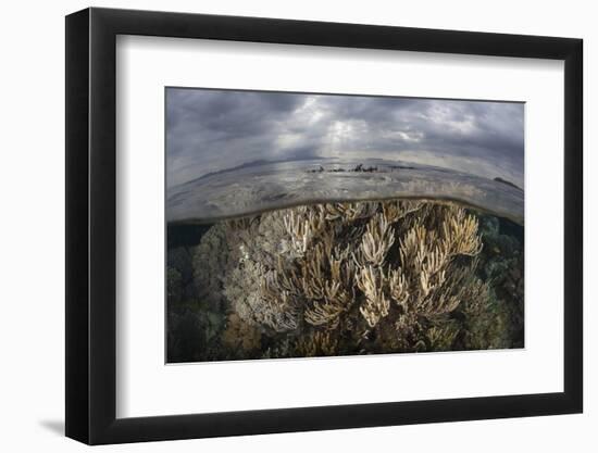 Sunlight Falls on a Beautiful Reef in Komodo National Park-Stocktrek Images-Framed Photographic Print