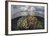 Sunlight Falls on a Beautiful Reef in Komodo National Park-Stocktrek Images-Framed Photographic Print