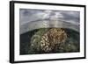 Sunlight Falls on a Beautiful Reef in Komodo National Park-Stocktrek Images-Framed Photographic Print