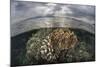 Sunlight Falls on a Beautiful Reef in Komodo National Park-Stocktrek Images-Mounted Photographic Print