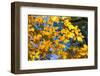 Sunlight filtering through colorful Fall foliage-Anna Miller-Framed Photographic Print