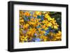 Sunlight filtering through colorful Fall foliage-Anna Miller-Framed Photographic Print
