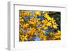 Sunlight filtering through colorful Fall foliage-Anna Miller-Framed Photographic Print