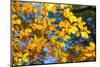 Sunlight filtering through colorful Fall foliage-Anna Miller-Mounted Photographic Print